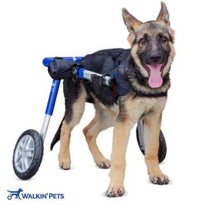 Walkin' Pet Medium Wheelchair Blue