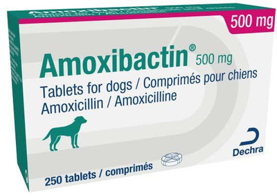 Ast Amoxibactin 500mg 10tabs